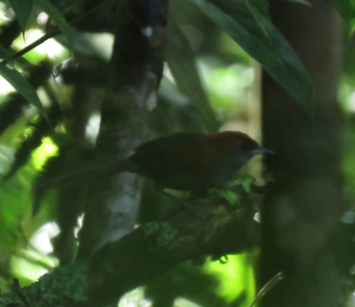 McConnell's Spinetail - ML586168911