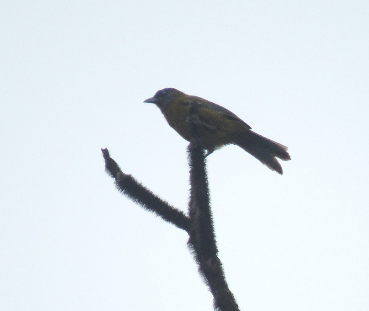 Olive-backed Tanager - ML586169381