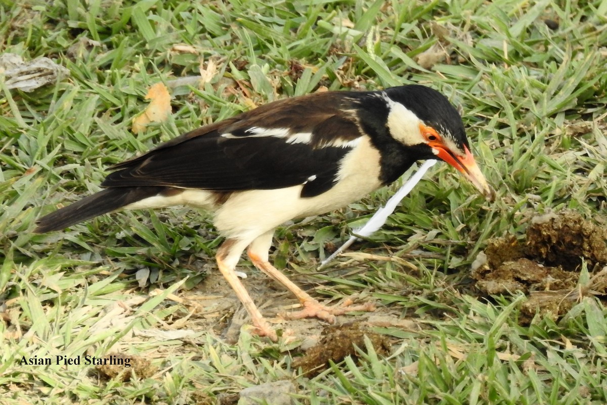 Indian Pied Starling - ML58617101