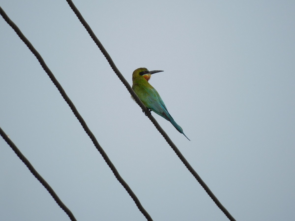 Blue-tailed Bee-eater - ML586175321