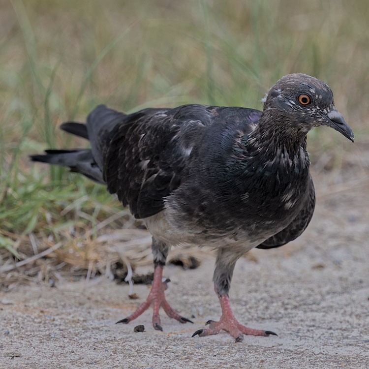 Rock Pigeon (Feral Pigeon) - ML586179131