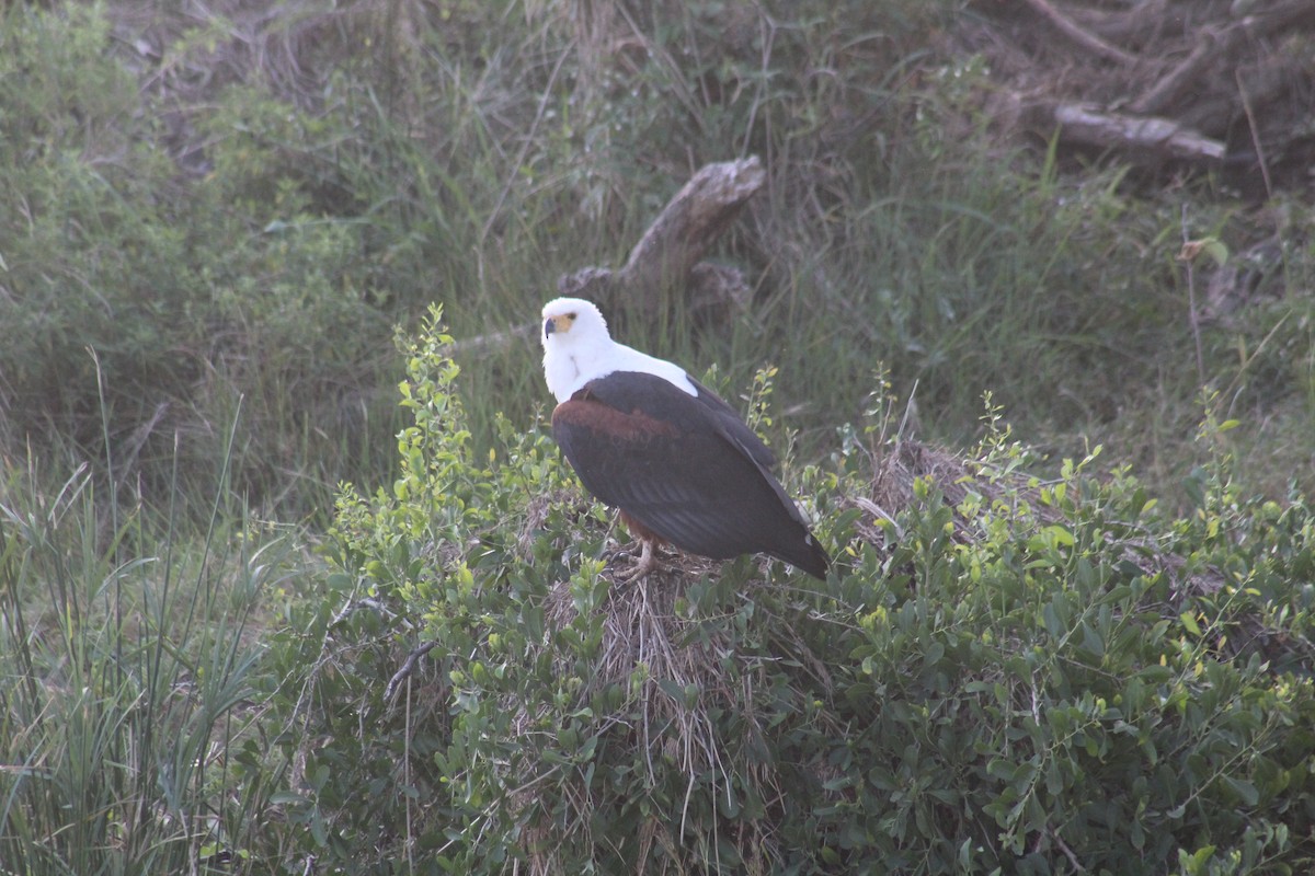 African Fish-Eagle - ML586179301