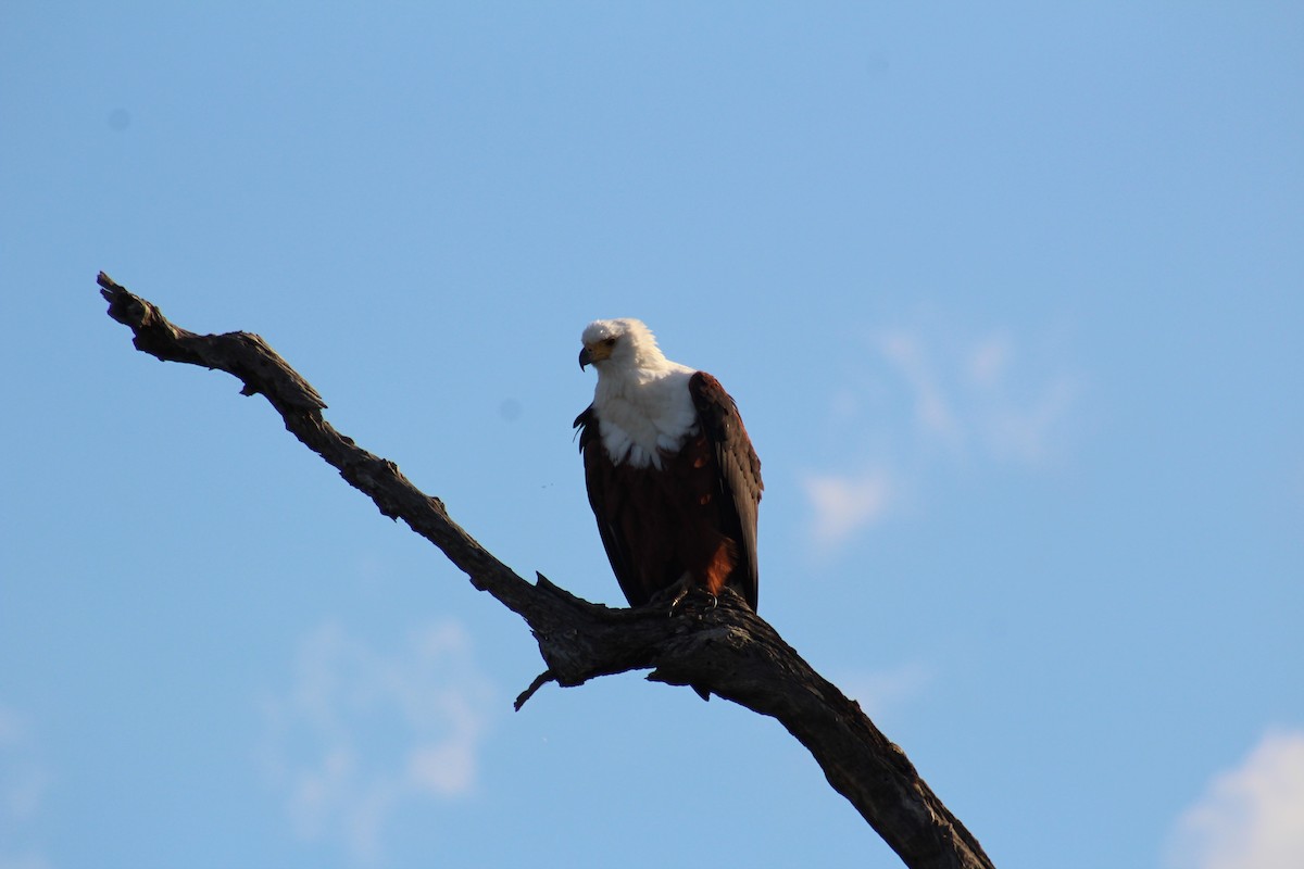 African Fish-Eagle - ML586179321