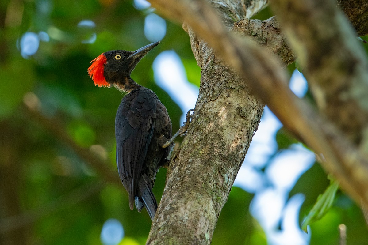 Andaman Woodpecker - ML586181251