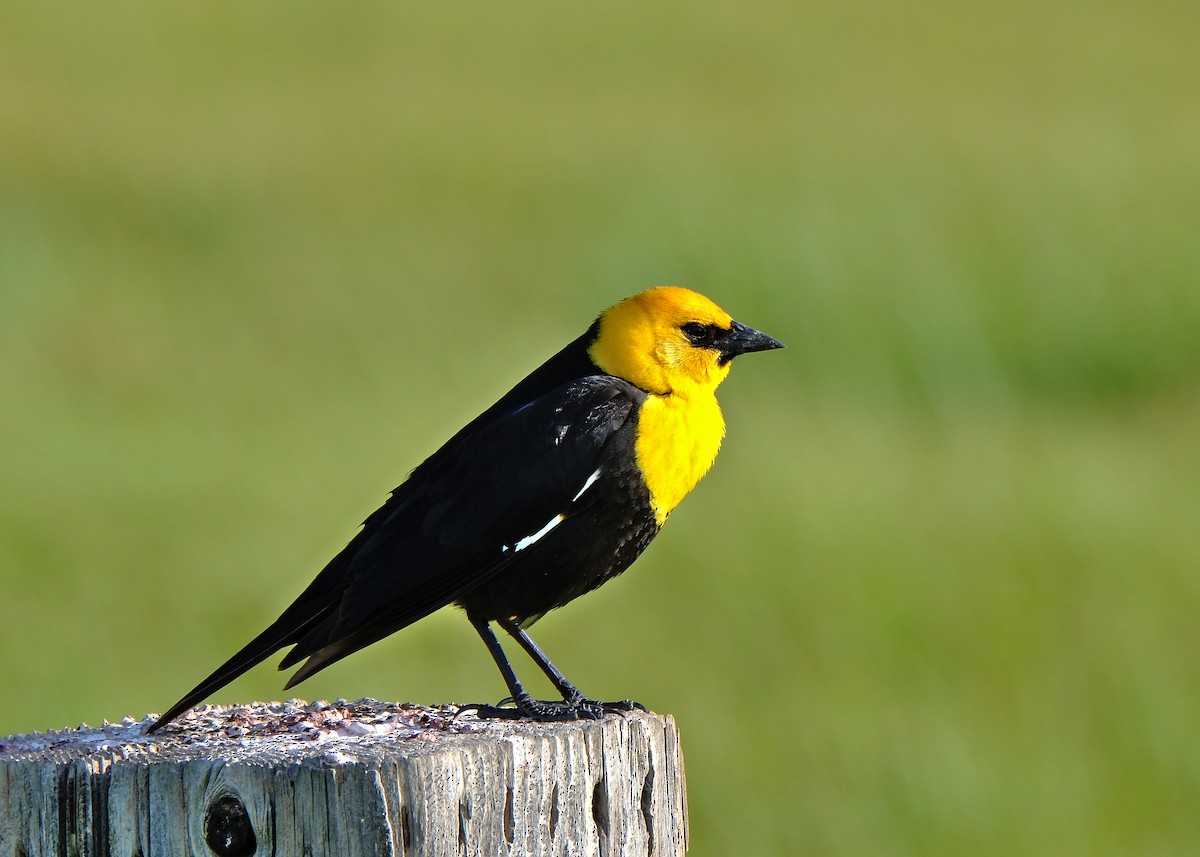Yellow-headed Blackbird - ML586181281