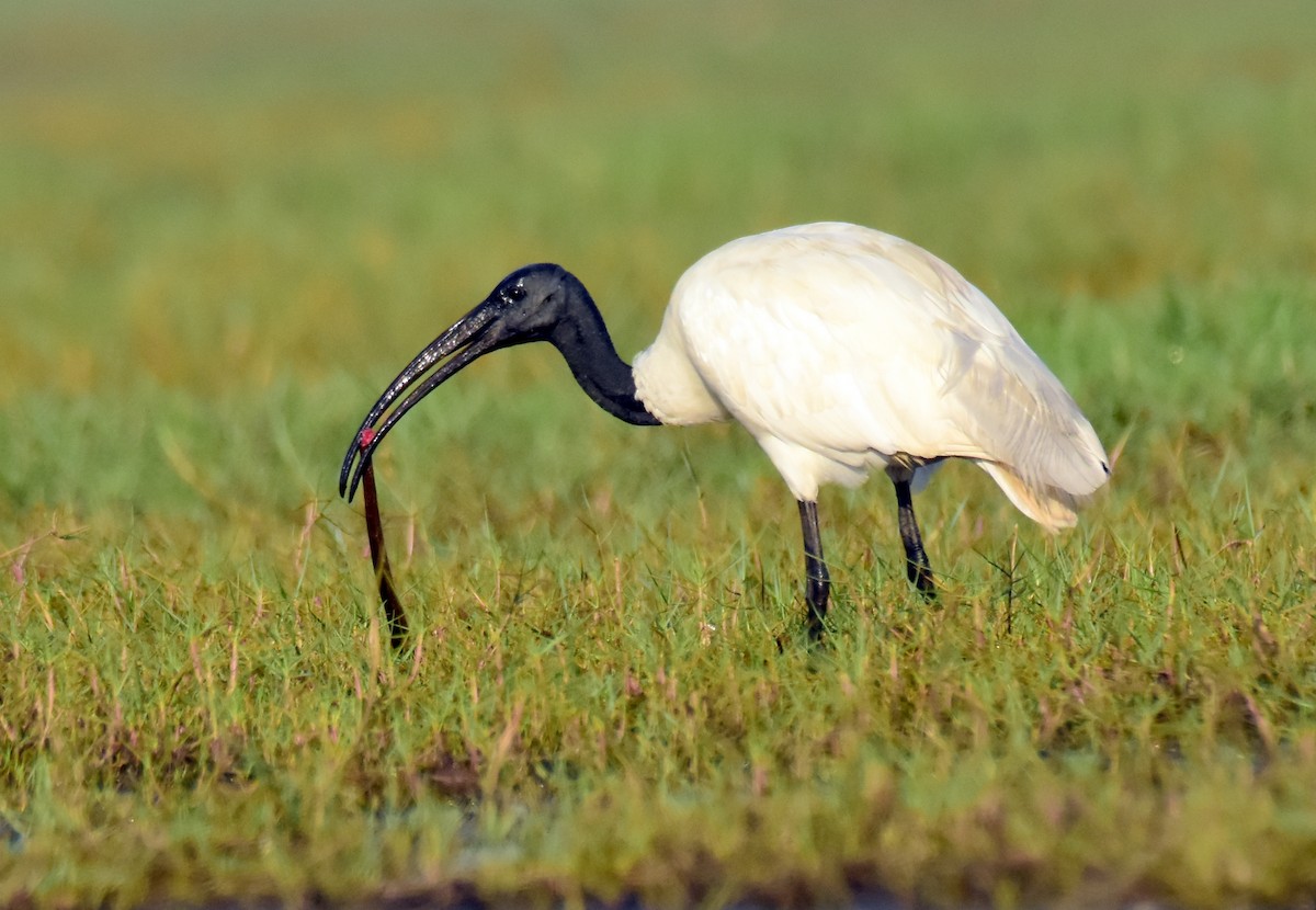 ibis černohlavý - ML586181391