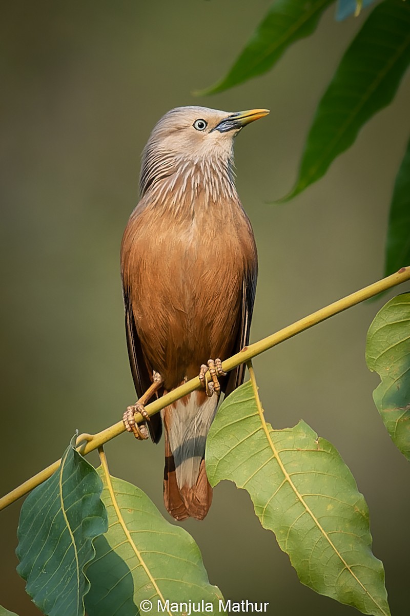 Chestnut-tailed Starling - ML586181831