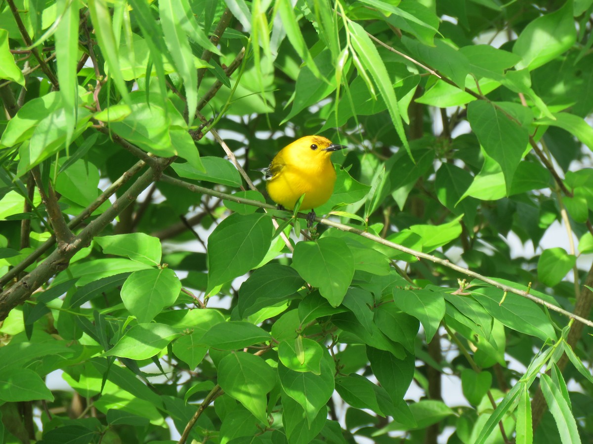 Prothonotary Warbler - ML58618241
