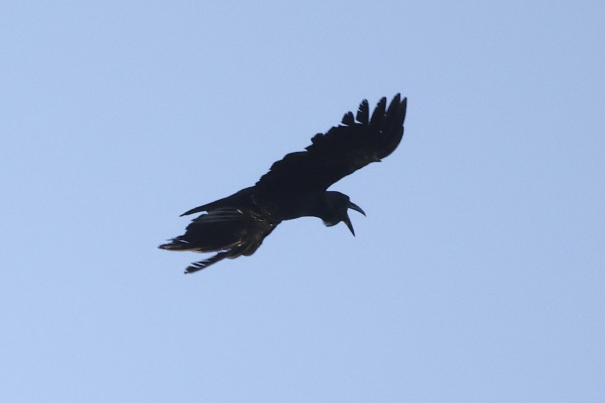 Slender-billed Crow - ML586182551