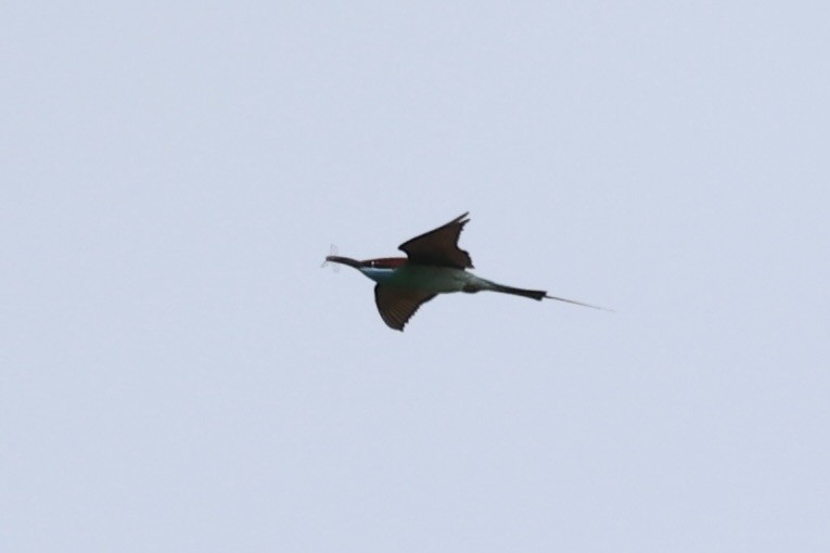 Blue-throated Bee-eater - ML586182681