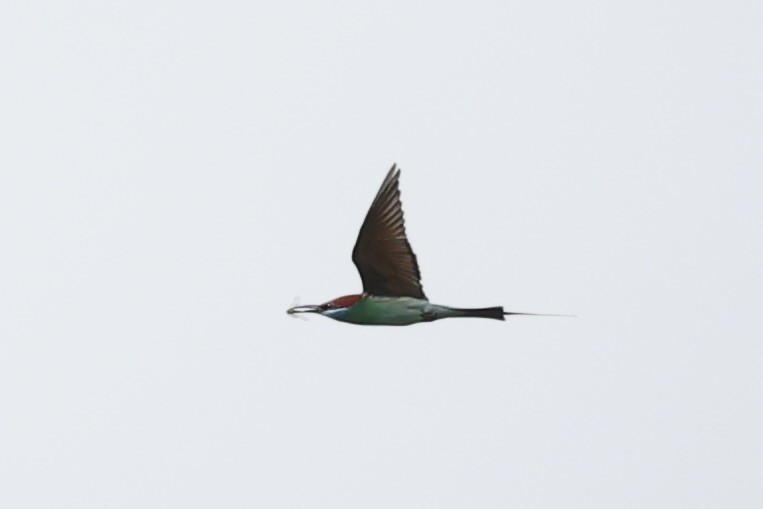 Blue-throated Bee-eater - ML586182691