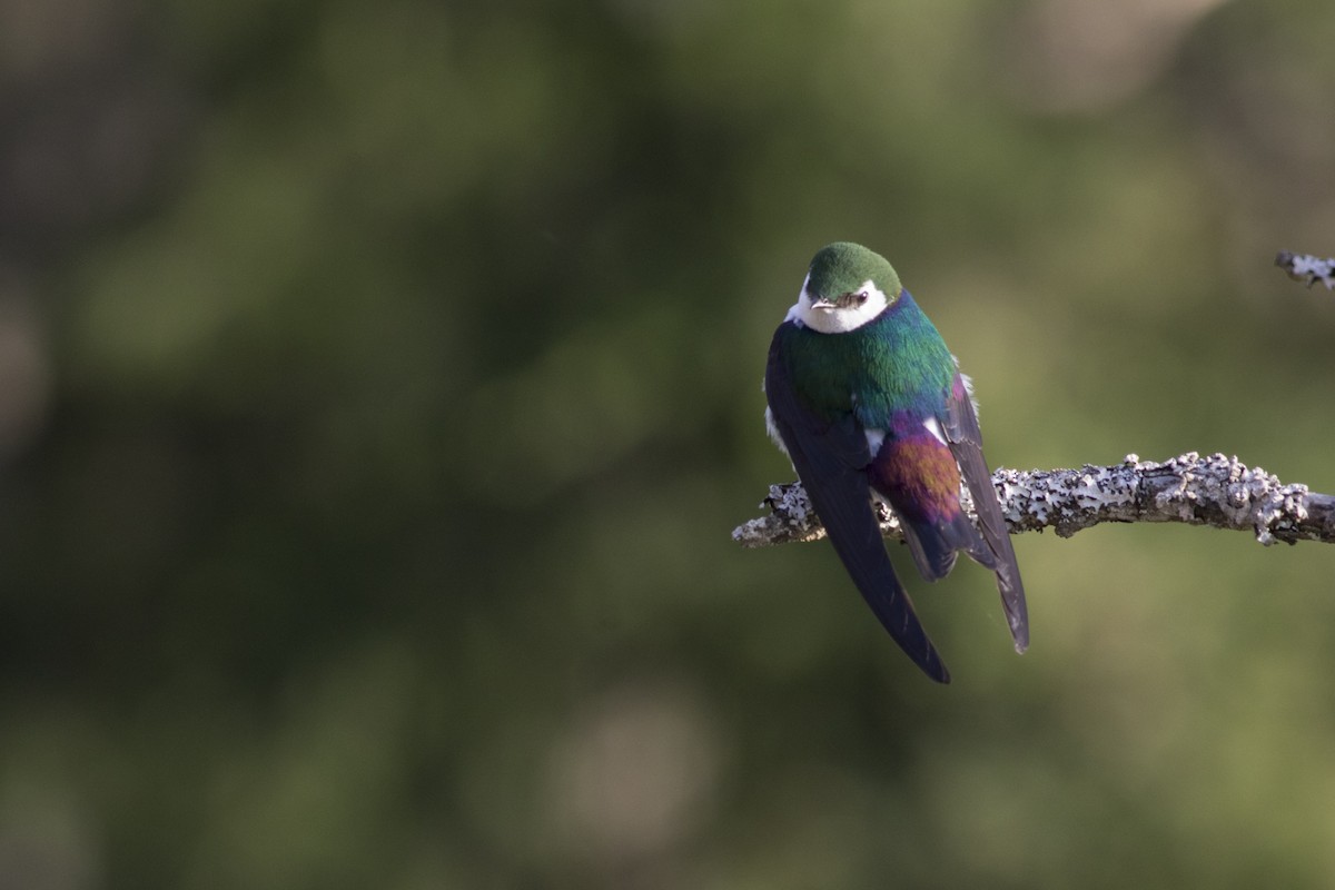 Violet-green Swallow - Thomas Barbin