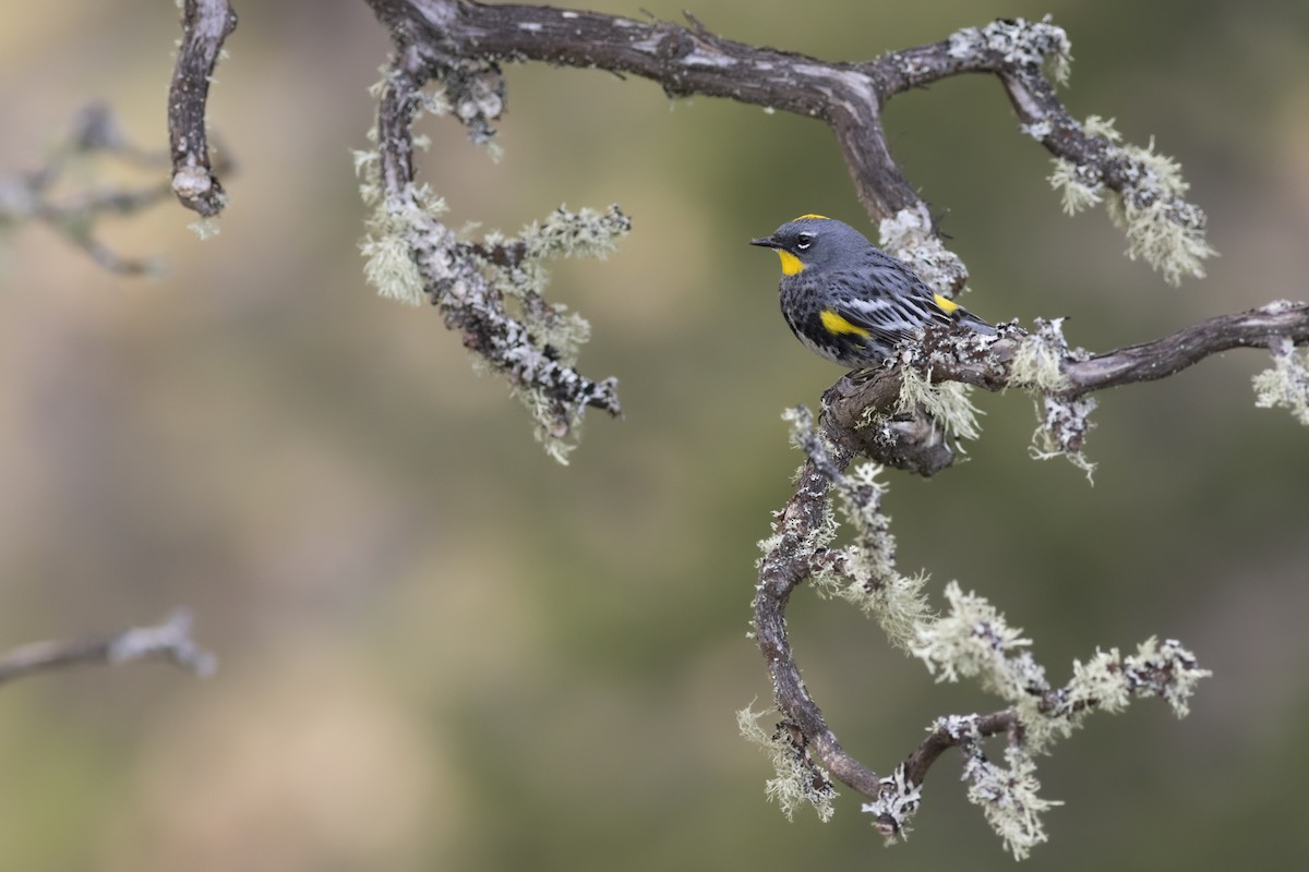 Yellow-rumped Warbler (Audubon's) - ML58618411