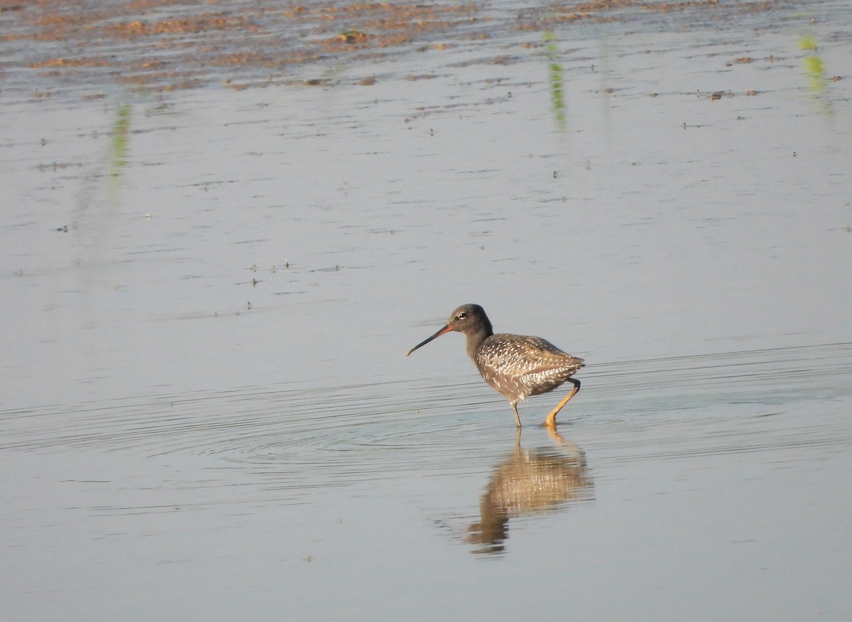Spotted Redshank - ML586184611