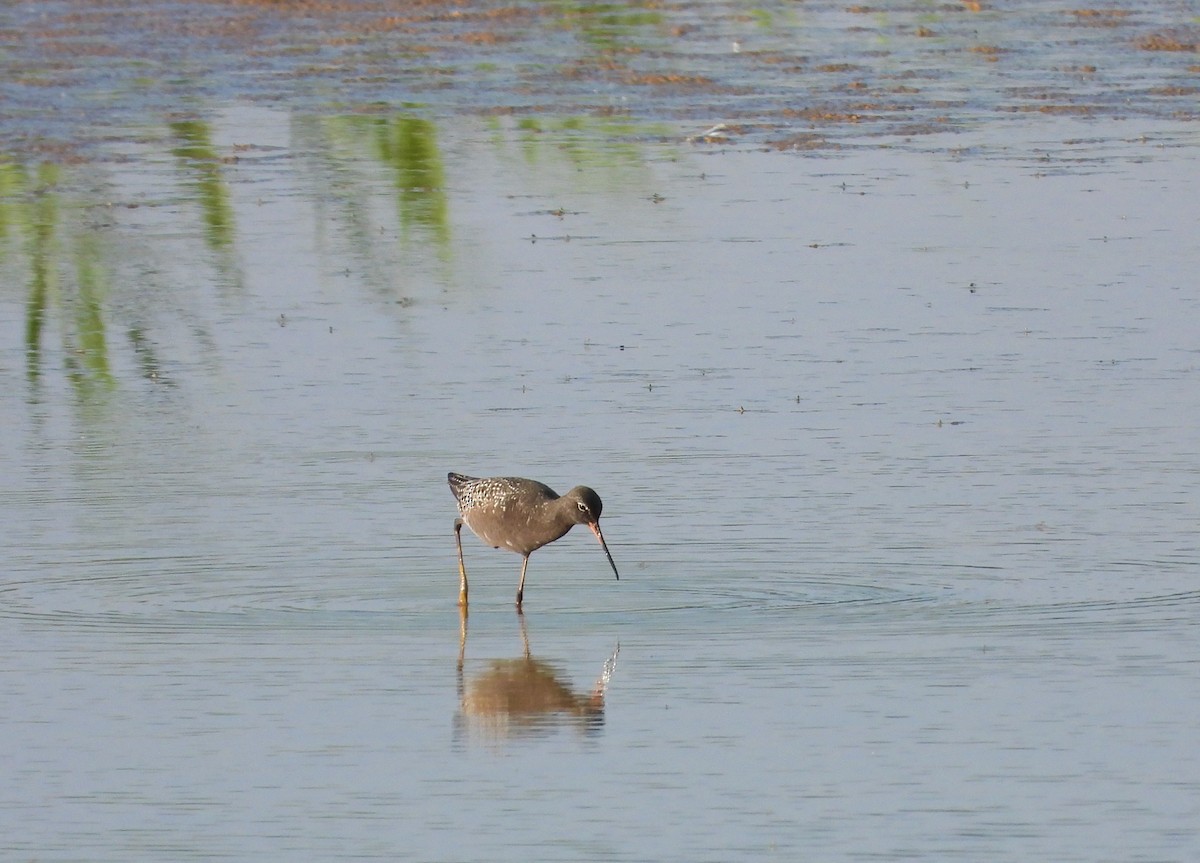 Spotted Redshank - ML586184701