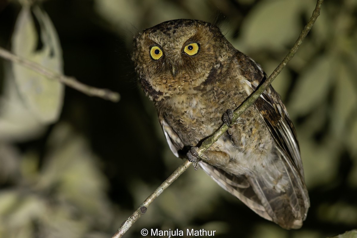 Mountain Scops-Owl - Manjula Mathur
