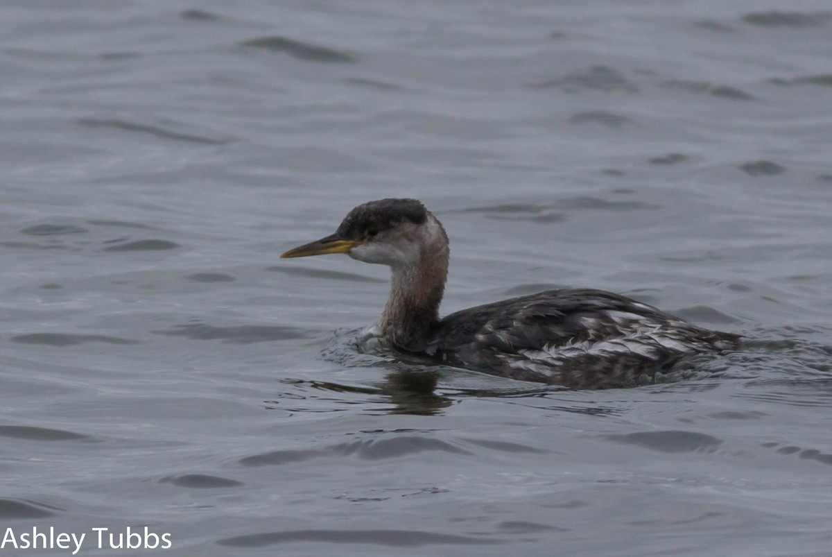 Red-necked Grebe - Ashley Wahlberg (Tubbs)