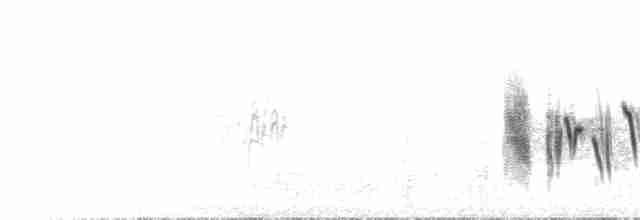 svartstrupesteinskvett - ML586194911