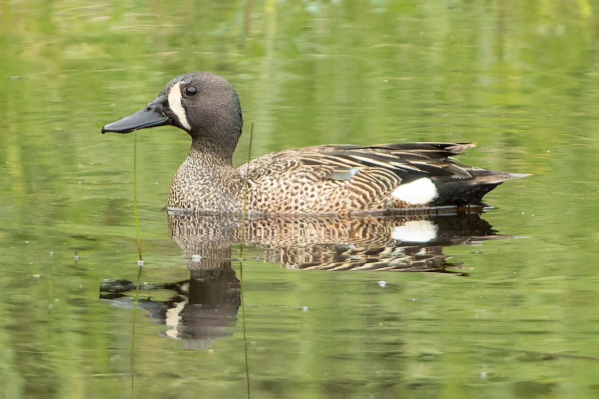 Blue-winged Teal - ML586198011