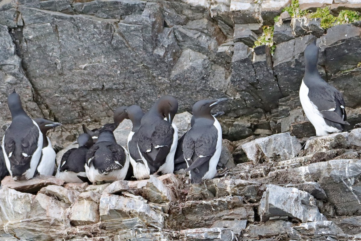 Thick-billed Murre - ML586198961