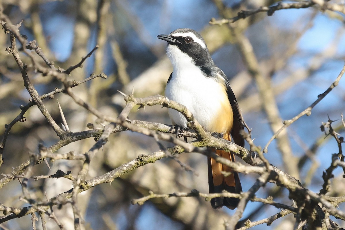 White-throated Robin-Chat - Daniel Engelbrecht - Birding Ecotours