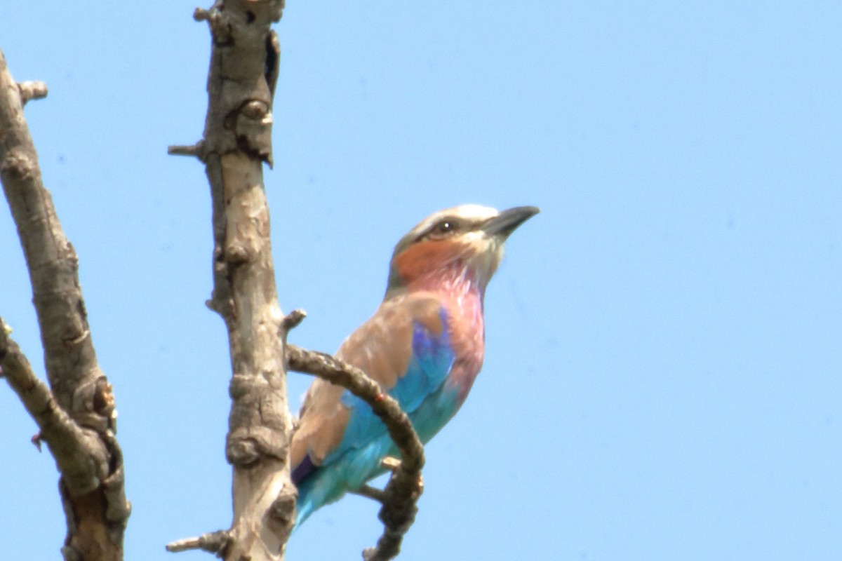 Lilac-breasted Roller - ML586201731