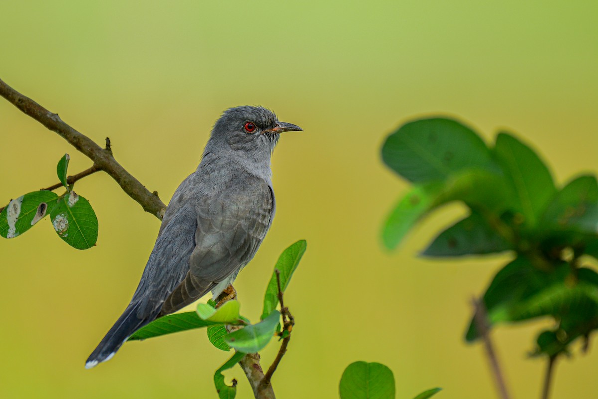 Gray-bellied Cuckoo - ML586211051