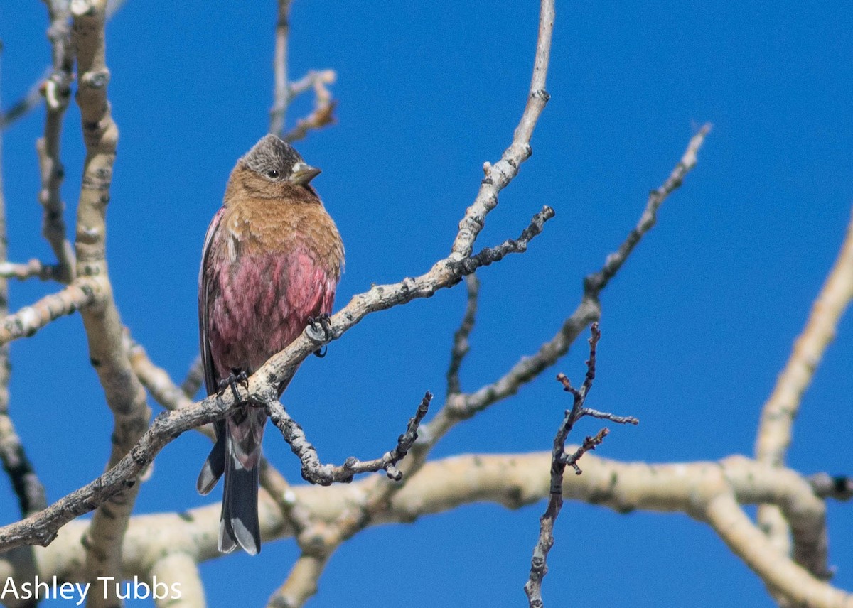 Brown-capped Rosy-Finch - Ashley Wahlberg (Tubbs)