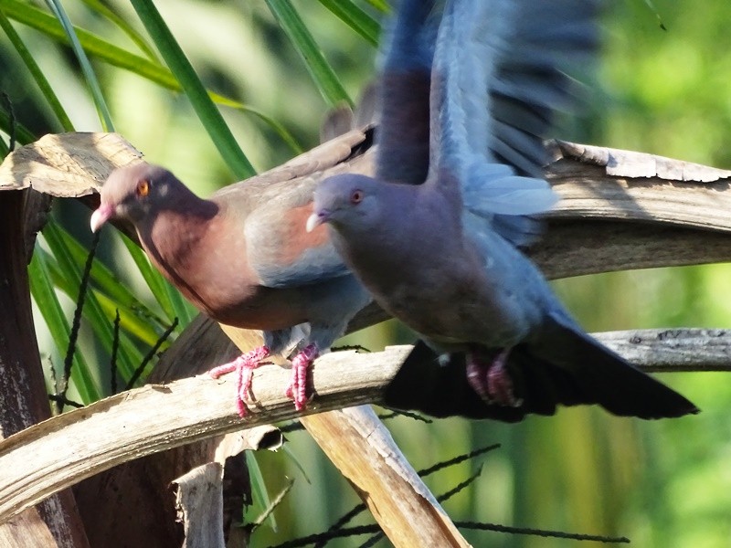 Red-billed Pigeon - Jan Meerman