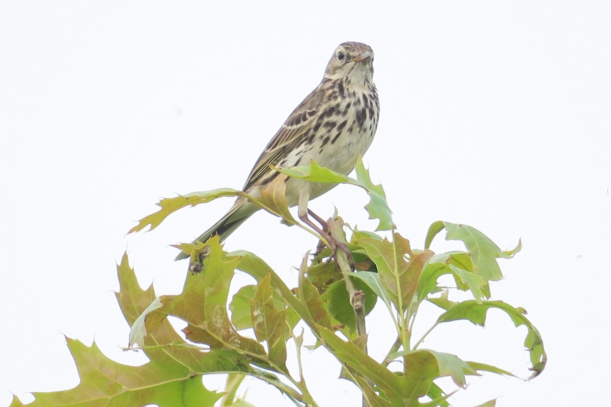 Meadow Pipit - ML586218181