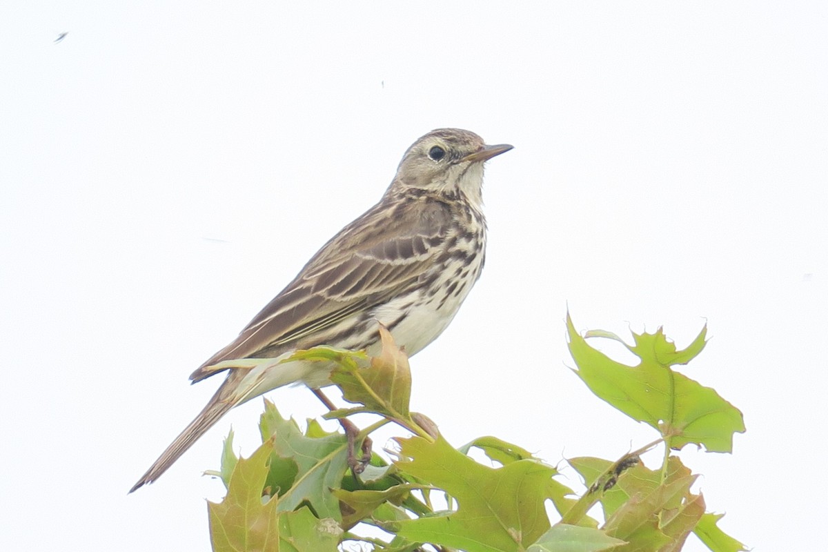 Meadow Pipit - ML586218231