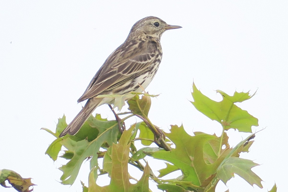 Meadow Pipit - ML586218301