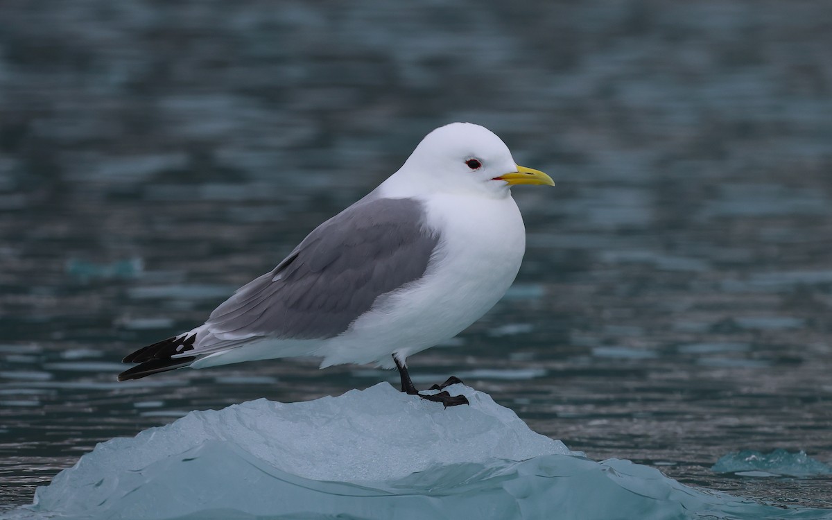 Mouette tridactyle - ML586222021