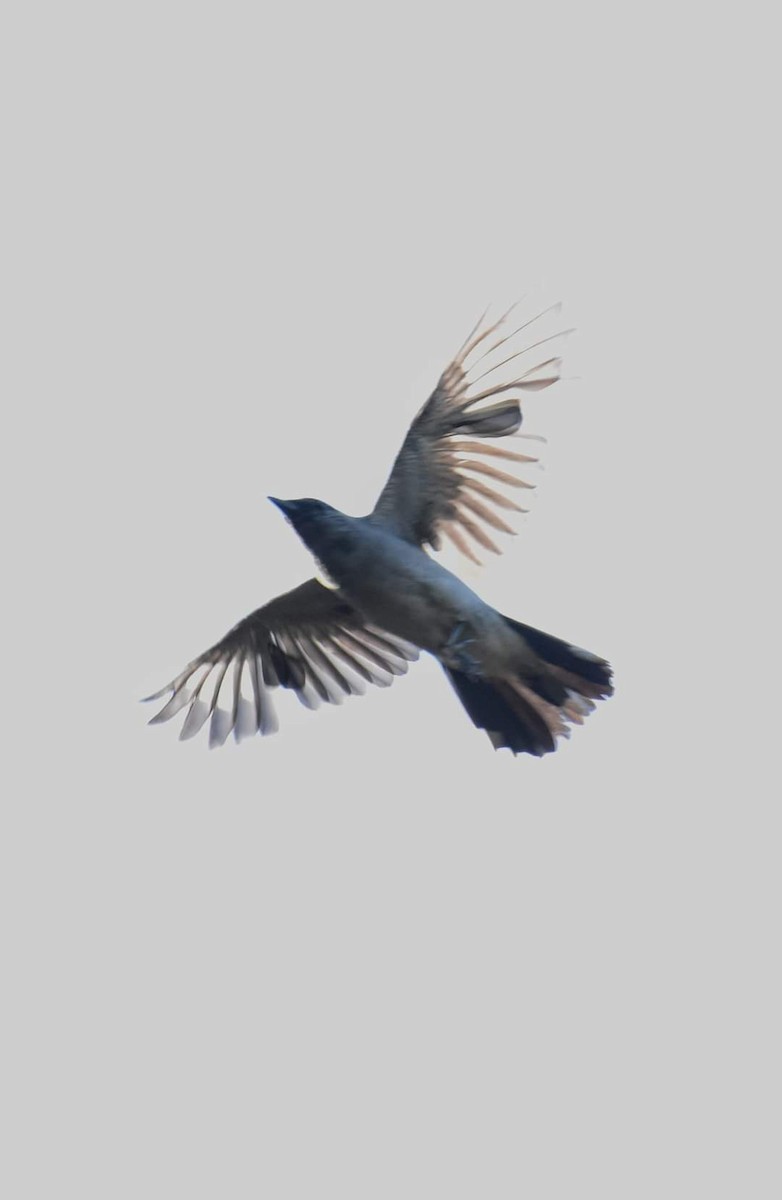 Black-winged Cuckooshrike - ML586222721