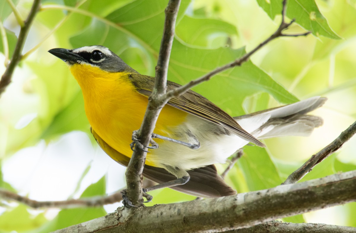 Yellow-breasted Chat - ML586225311