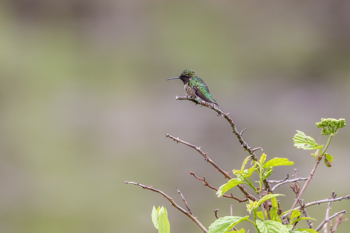 Ruby-throated Hummingbird - Paul Bigelow