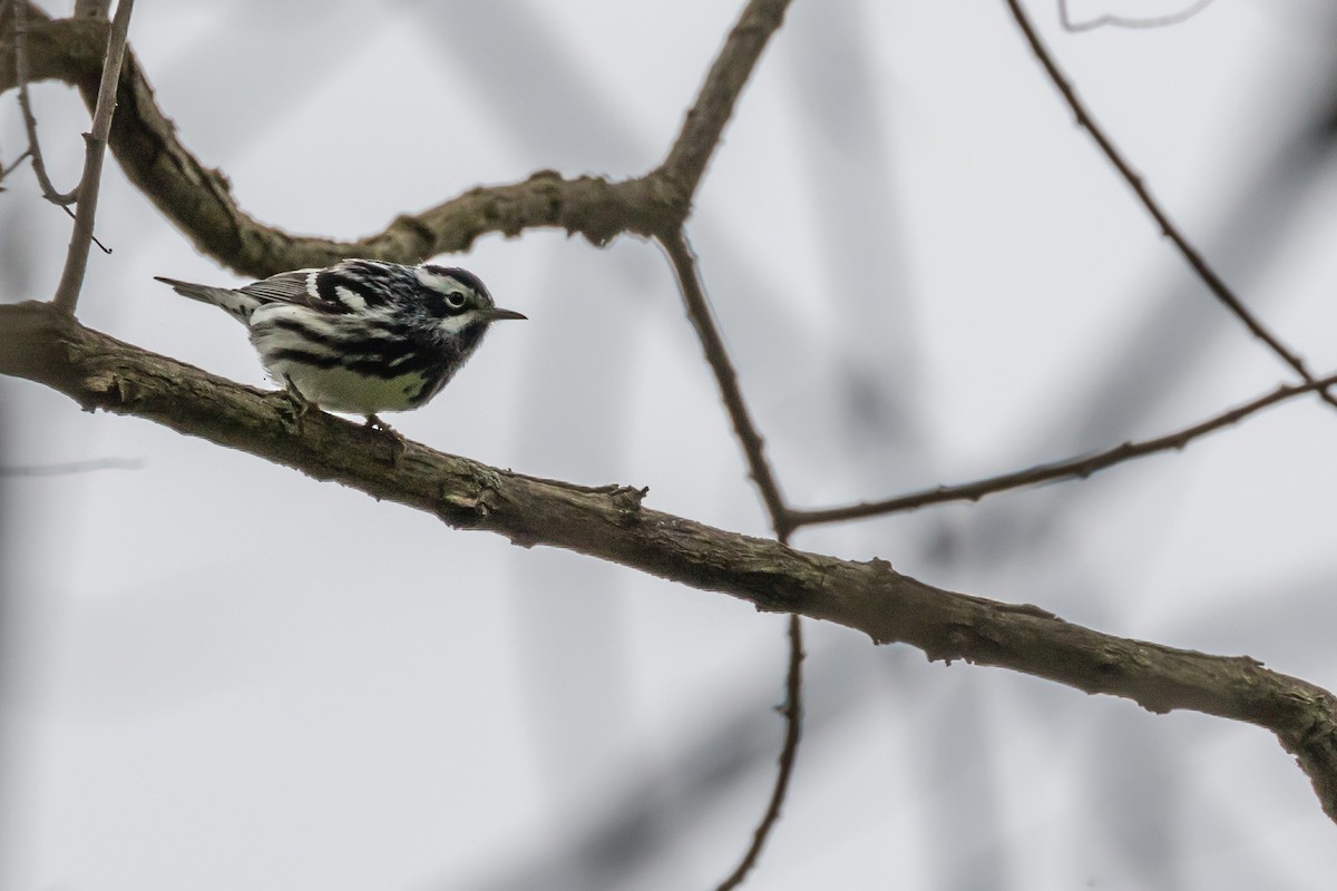 Black-and-white Warbler - ML58623021