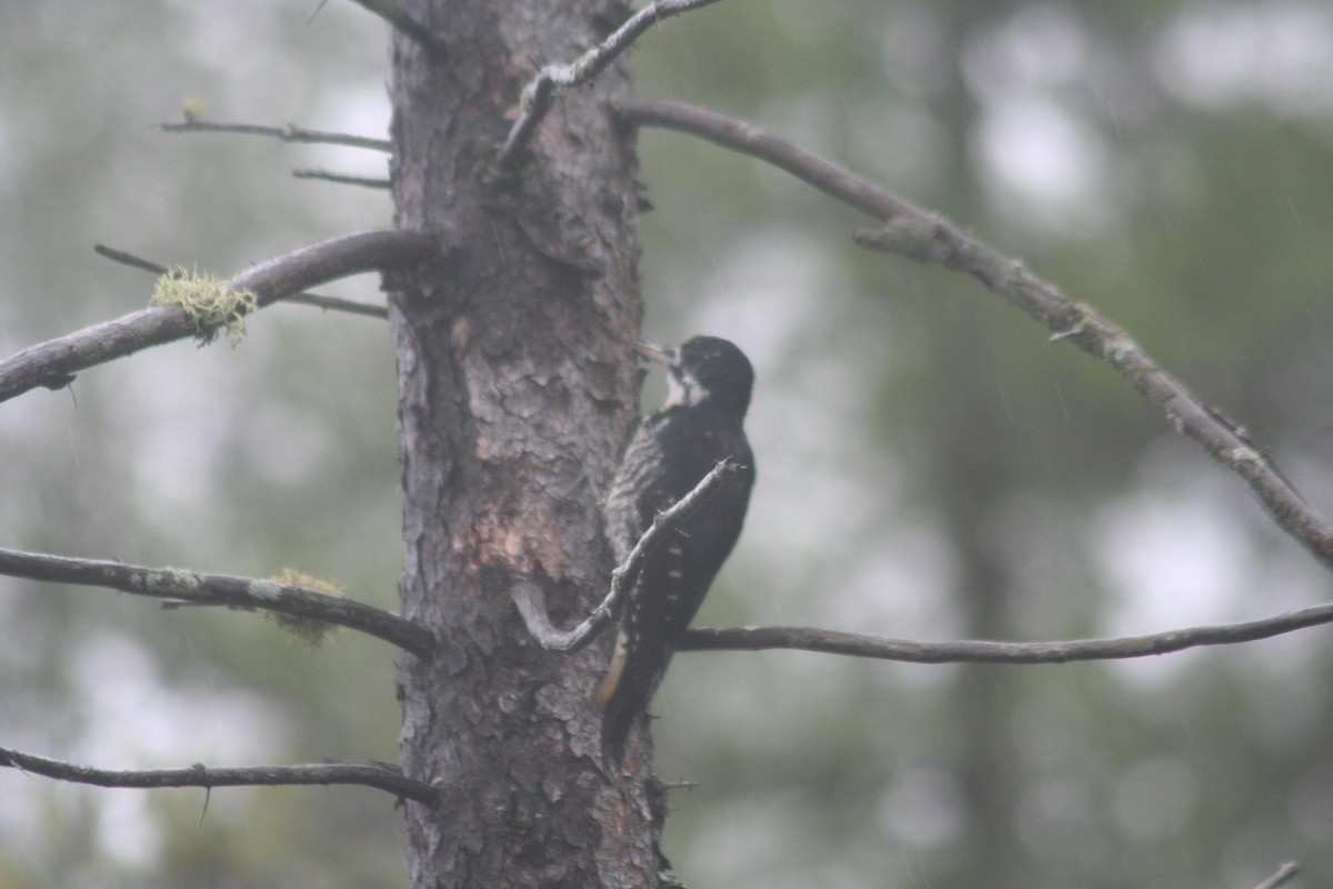 Black-backed Woodpecker - ML586230301