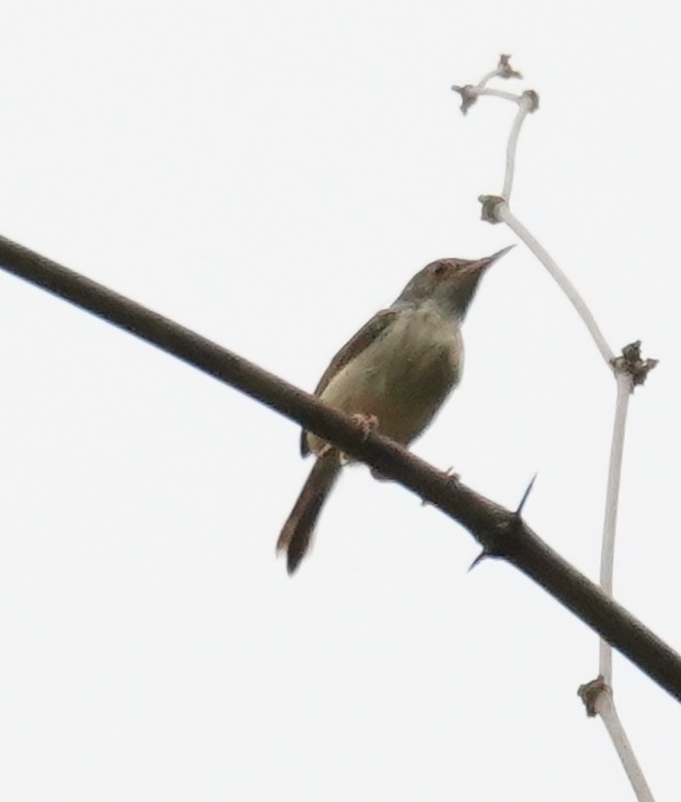 Common Tailorbird - ML586232561