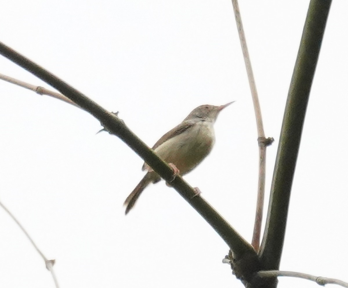 Common Tailorbird - ML586232571