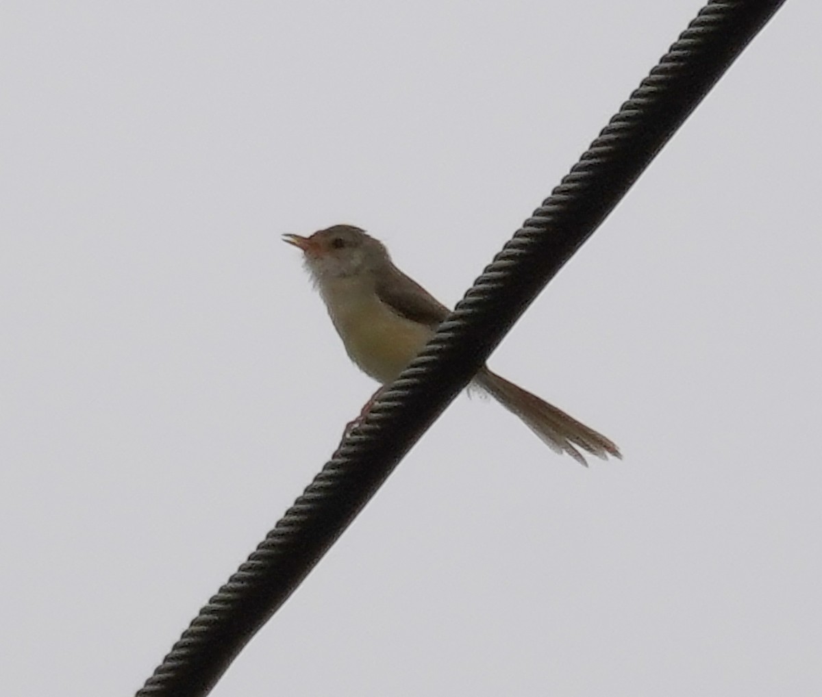 Common Tailorbird - ML586232691