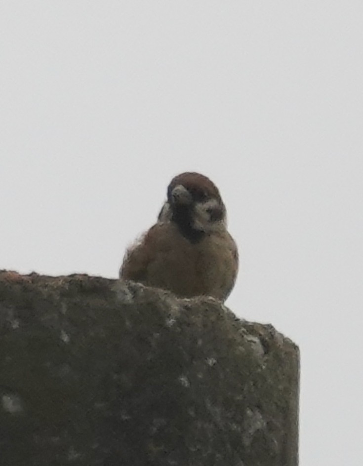 Eurasian Tree Sparrow - ML586232871
