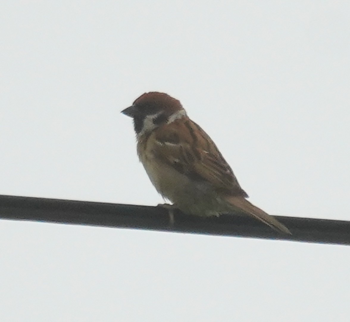 Eurasian Tree Sparrow - ML586232881