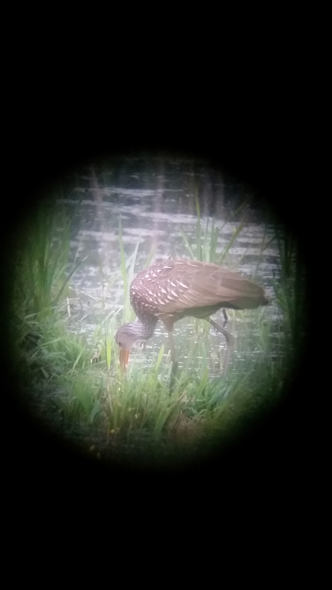 Wisconsin eBird Checklist - 19 Jun 2023 - Limpkin 6-19-23 - 20 species