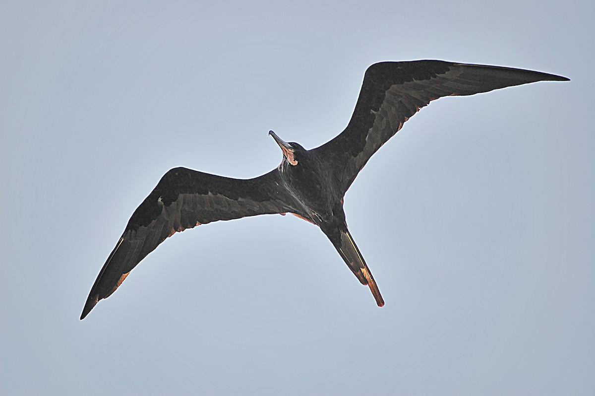 Magnificent Frigatebird - crawford wilson