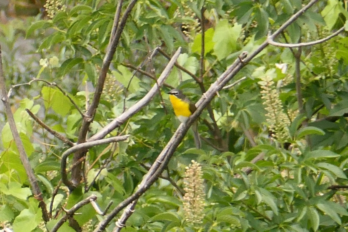 Yellow-breasted Chat - ML586254291