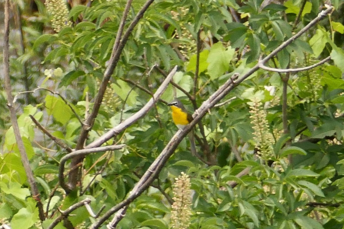 Yellow-breasted Chat - ML586254301