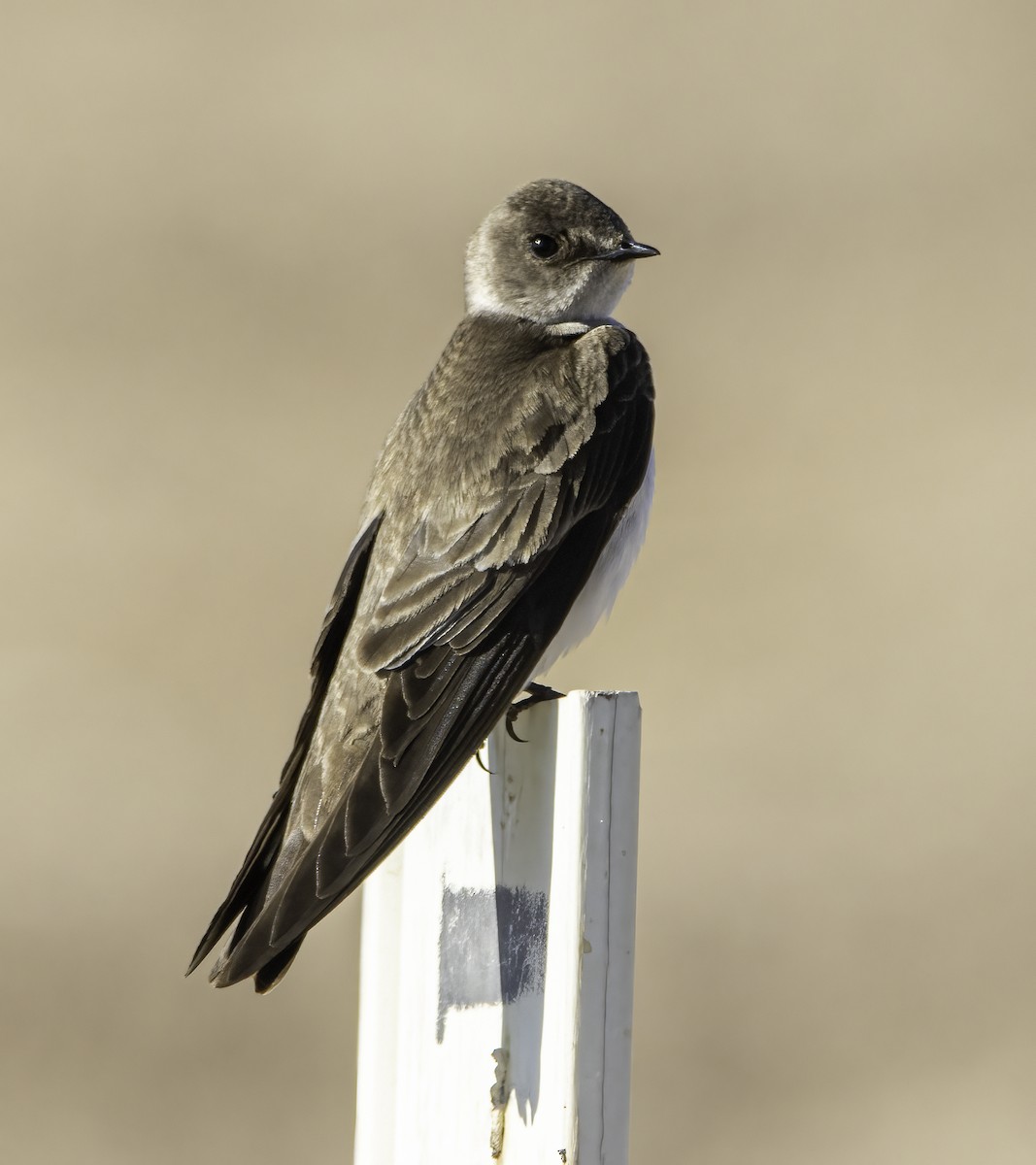 Northern Rough-winged Swallow - ML586257481