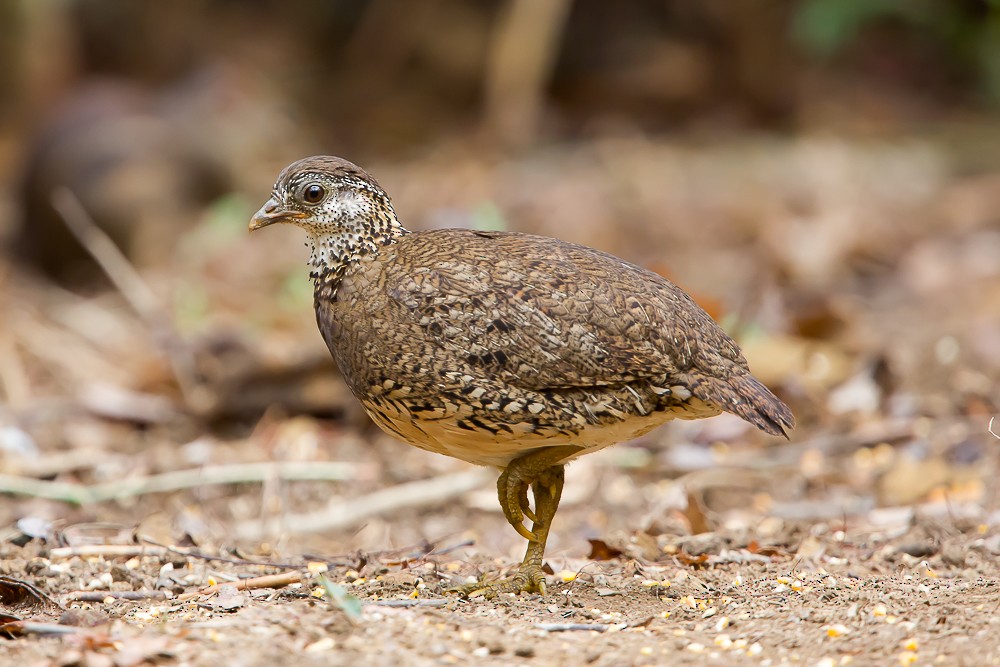 Scaly-breasted Partridge (Green-legged) - ML586262321