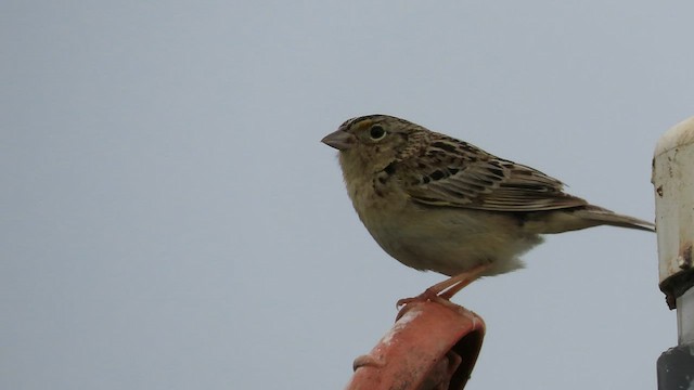 Grasshopper Sparrow - ML586264841